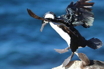 black-faced cormorants