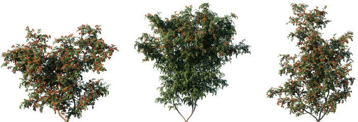 Set of Campsis grandiflora (commonly known as the Chinese trumpet vine) frontal png in sunny daylight on a transparent background perfectly cutout © Viktoria