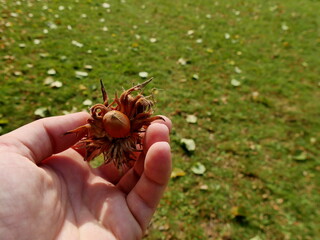 hazelnuts shell in spiny husks hold by a female hand above green grass. Hazelnuts fall on the ground in fall season and can be harvested in autumn