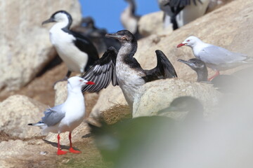 black-faced cormorants