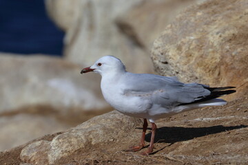 silver gull