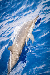 Delfin, Tümmler, Malediven © Matthias