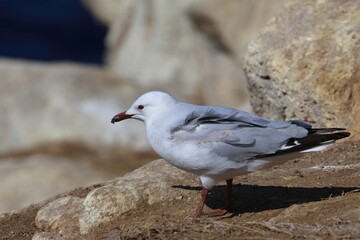 silver gull