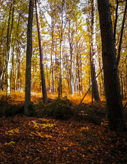 Fototapeta premium Autumn in forest. Beauty of nature