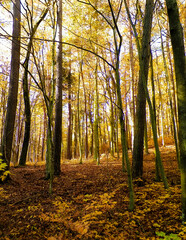 Autumn in forest. Beauty of nature