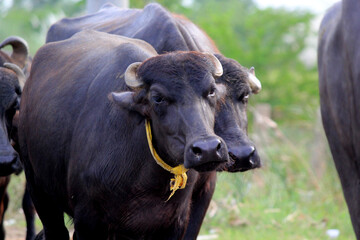 italian mediterranean buffalo in grass and walking on the road