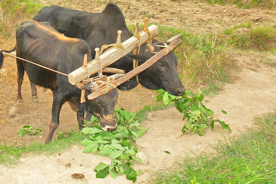 A yoke wooden beam used between a pair of oxen in Bhutan