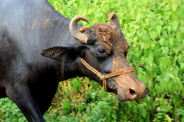 italian mediterranean buffalo in grass and walking on the road