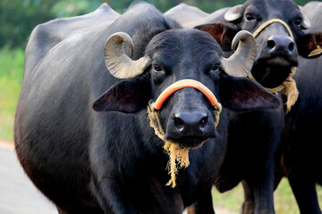 italian mediterranean buffalo in grass and walking on the road