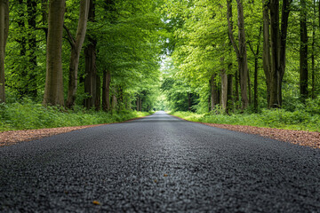 Obraz premium road in the forest