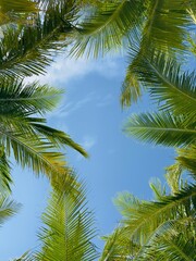 Obraz premium Blue & Green Tropical Palm Leaves Against The Sky