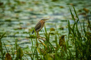 Green Heron in the Marshland