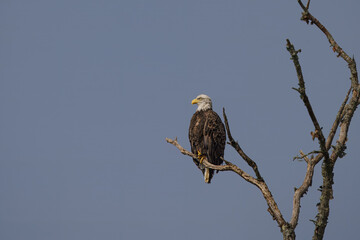 Bald Eagle in Flight
