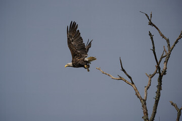 Bald Eagle in Flight