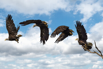 Bald Eagle in Flight