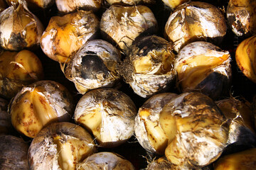 Bulbs of ornamental onion Allium Ambassador