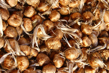 Bulbs of Saffron Crocus at a garden fair