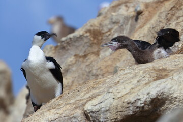 black-faced shag