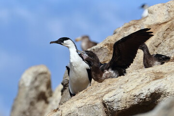 black-faced shag