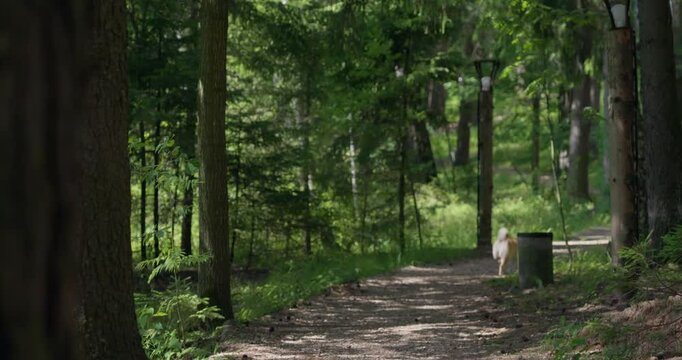 A beautiful Shiba Inu dog runs along the path in the park. He looks back at the owner and runs away into the distance in the rays of sunlight in the forest. A naughty dog runs away from its owner. 4K