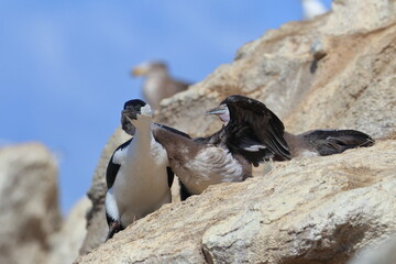 black-faced shag