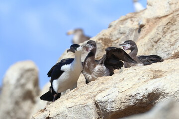 black-faced shag