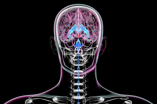 The cerebral aqueduct, 3D illustration