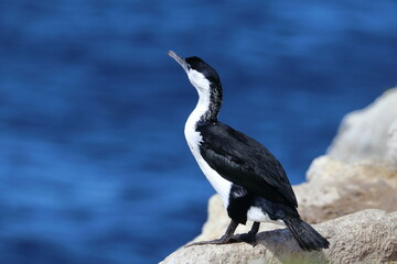black-faced shag