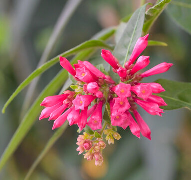 Beautiful close-up of cestrum elegans