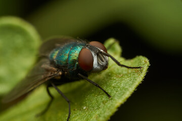 A green fly perched on a green leaf