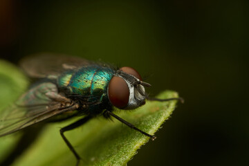 A green fly perched on a green leaf