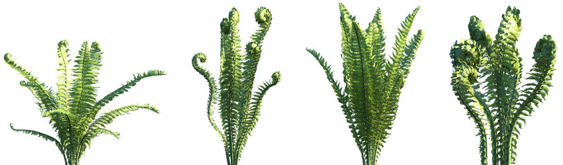 Set of Matteuccia struthiopteris (commonly called ostrich fern) frontal isolated png on a transparent background perfectly cutout high resolution © Viktoria