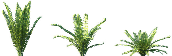 Set Matteuccia Struthiopteris Commonly Called