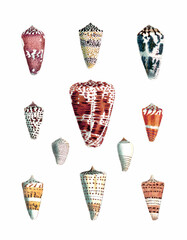 Seashell Set. Illustration of a collection of seashells. Created with watercolor and ink on a white backdrop.