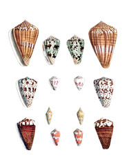 Seashell Set. Illustration of a collection of seashells. Created with watercolor and ink on a white backdrop.