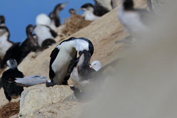 black-faced shag