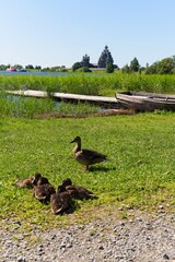  Kizhi Island, Russia, July 10, 2024. Ducks on the lake shore.                              