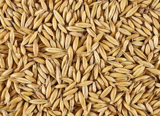 Unpeeled oats grains background and texture, top view