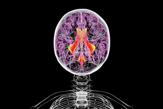 Ventricular system of the brain, 3D illustration
