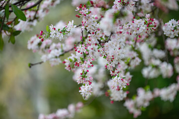 beautiful flower of Malus tree