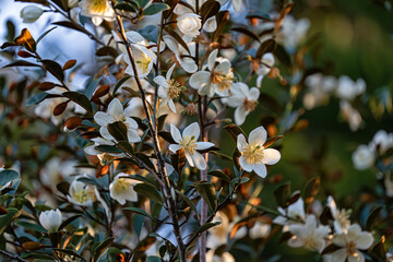 White flower - Magnolia Laevifolia