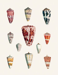 Seashell Set. Illustration of a collection of seashells. Created with watercolor and ink on a light beige backdrop.