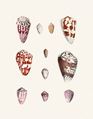 Seashell Set. Illustration of a collection of seashells. Created with watercolor and ink on a light beige backdrop.