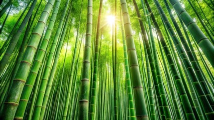 Fototapeta premium A verdant bamboo forest canopy with sunlight filtering through the tall stalks, creating a serene and calming atmosphere.