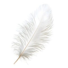 Fluffy and Delicate White Feather on Peaceful Isolated Background