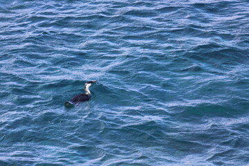 Naklejka premium black-faced shag