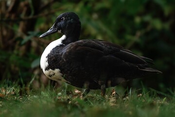 Mallard duck with a white throat