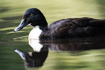 Mallard duck with a white throat