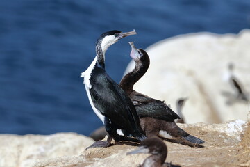 Obraz premium black-faced shag