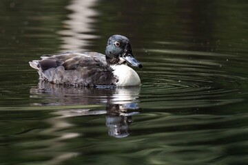 Mallard duck with a white throat